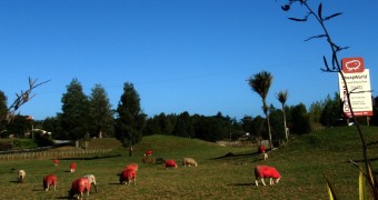 Domba rasa coklat dan stroberi di Sheep World, Pulau Utara Selandia Baru