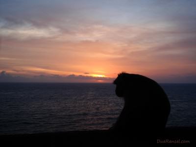 Monyet besar menikmati matahari tenggelam di Uluwatu, Bali