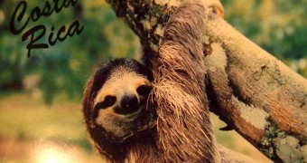 Sloth postcard from Monteverde, Costa Rica