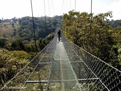 Jembatan Tarzan Swing - Tur zip-line kanopi, hutan hujan-pegunungan Monteverde, Kosta Rika