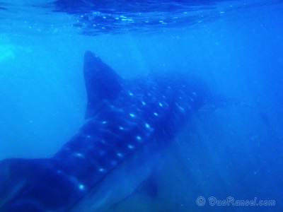 Swimming with 10 meter long whale shark in Donsol, Philippines