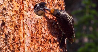 Baby woodpecker, Emerald Lake, Yoho National Park, BC, Canada