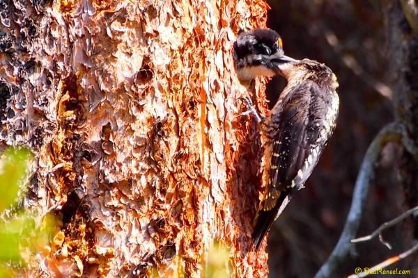 Baby woodpecker, Emerald Lake, Yoho National Park, BC, Canada 